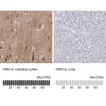 Atlas Antibodies Anti-OMG Antibody