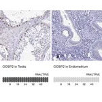 Atlas Antibodies Anti-OOSP2 Antibody