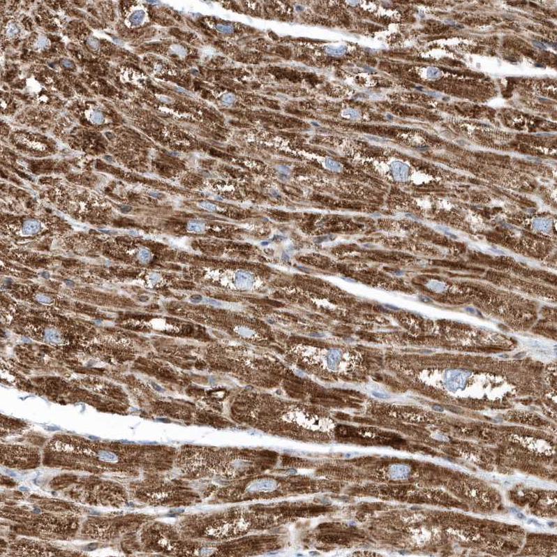 Atlas Antibodies Anti-OPA1 Antibody