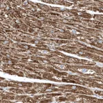 Atlas Antibodies Anti-OPA1 Antibody