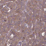 Atlas Antibodies Anti-OPA3 Antibody