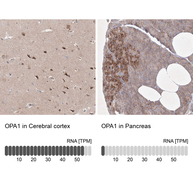 Atlas Antibodies Anti-OPA1 Antibody