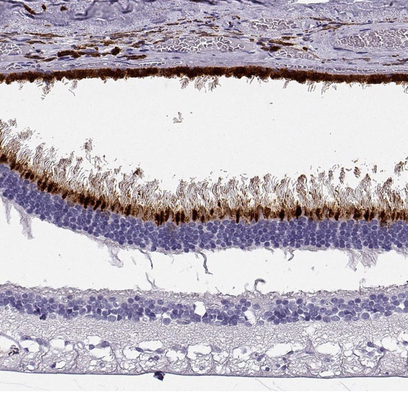 Atlas Antibodies Anti-OPN5 Antibody