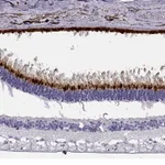 Atlas Antibodies Anti-OPN5 Antibody