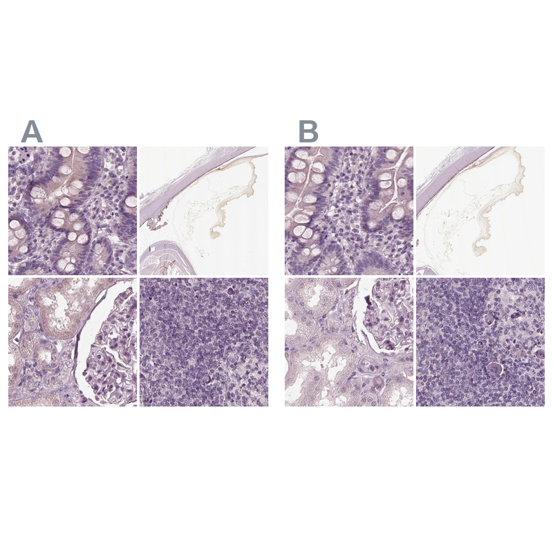 Atlas Antibodies Anti-OPTC Antibody