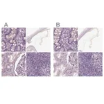 Atlas Antibodies Anti-OPTC Antibody