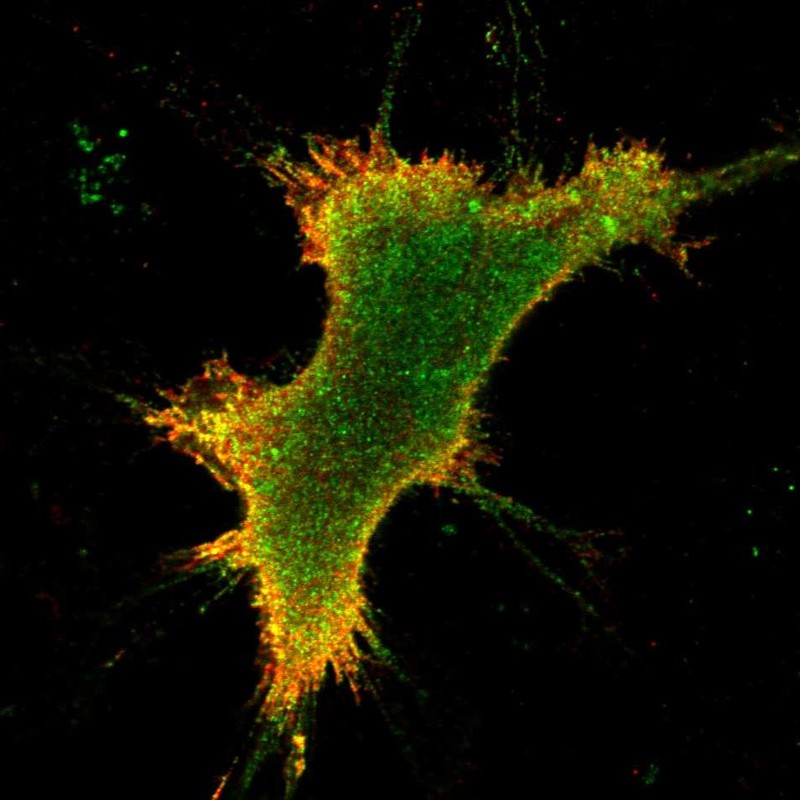 Atlas Antibodies Anti-OPRK1 Antibody