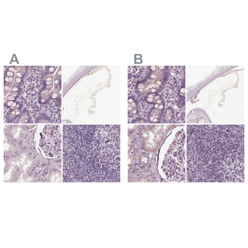Atlas Antibodies Anti-OPTC Antibody