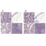 Atlas Antibodies Anti-OPTC Antibody