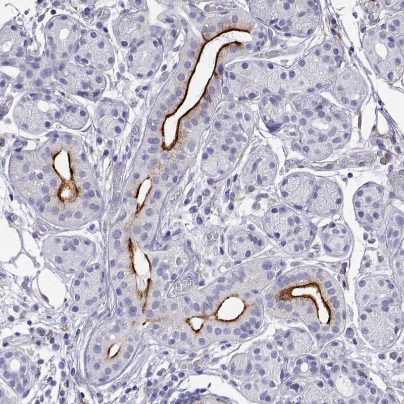 Atlas Antibodies Anti-OPRPN Antibody