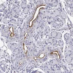 Atlas Antibodies Anti-OPRPN Antibody