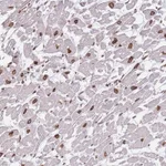 Atlas Antibodies Anti-OR10AD1 Antibody