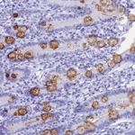 Atlas Antibodies Anti-OR10J3 Antibody