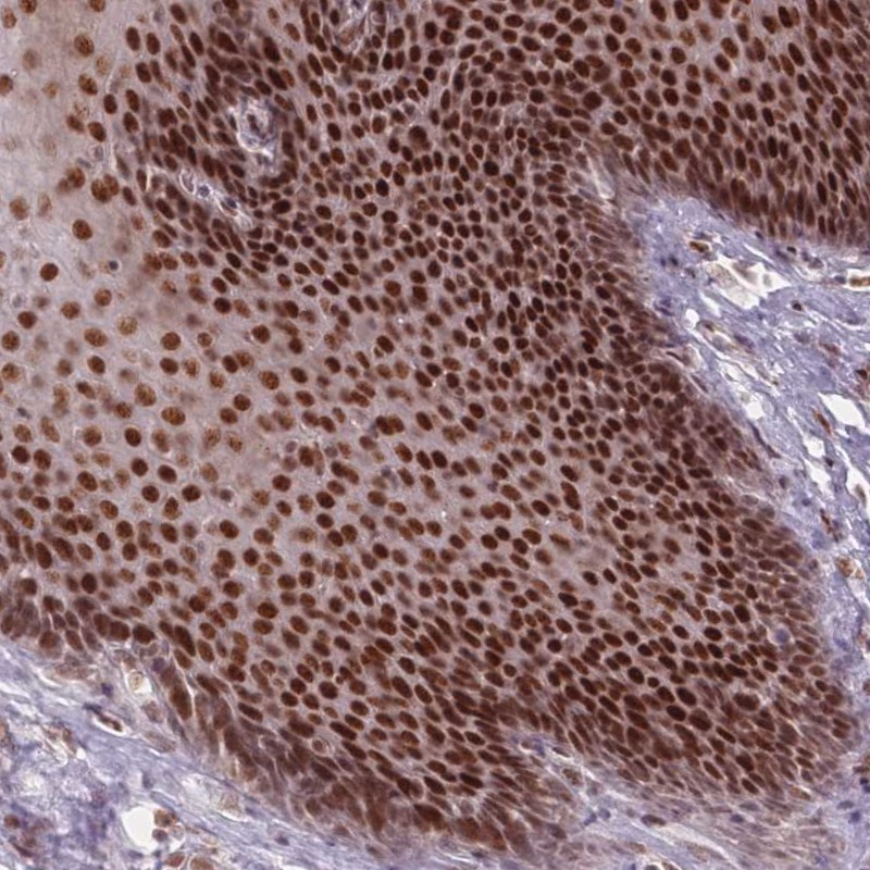 Atlas Antibodies Anti-OR10C1 Antibody