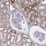Atlas Antibodies Anti-OR10R2 Antibody