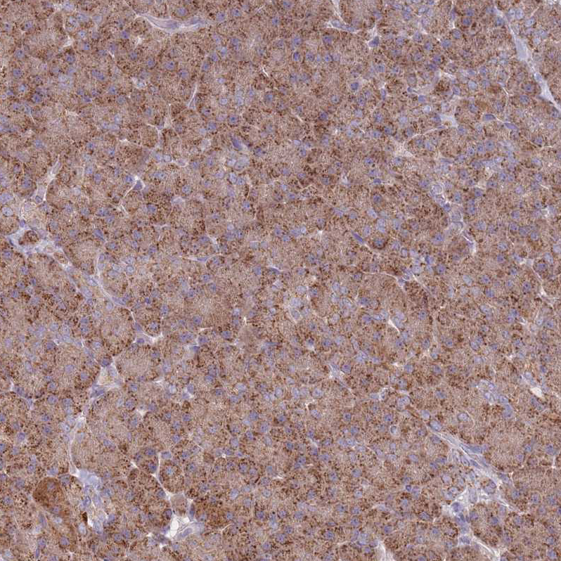Atlas Antibodies Anti-OR10Q1 Antibody