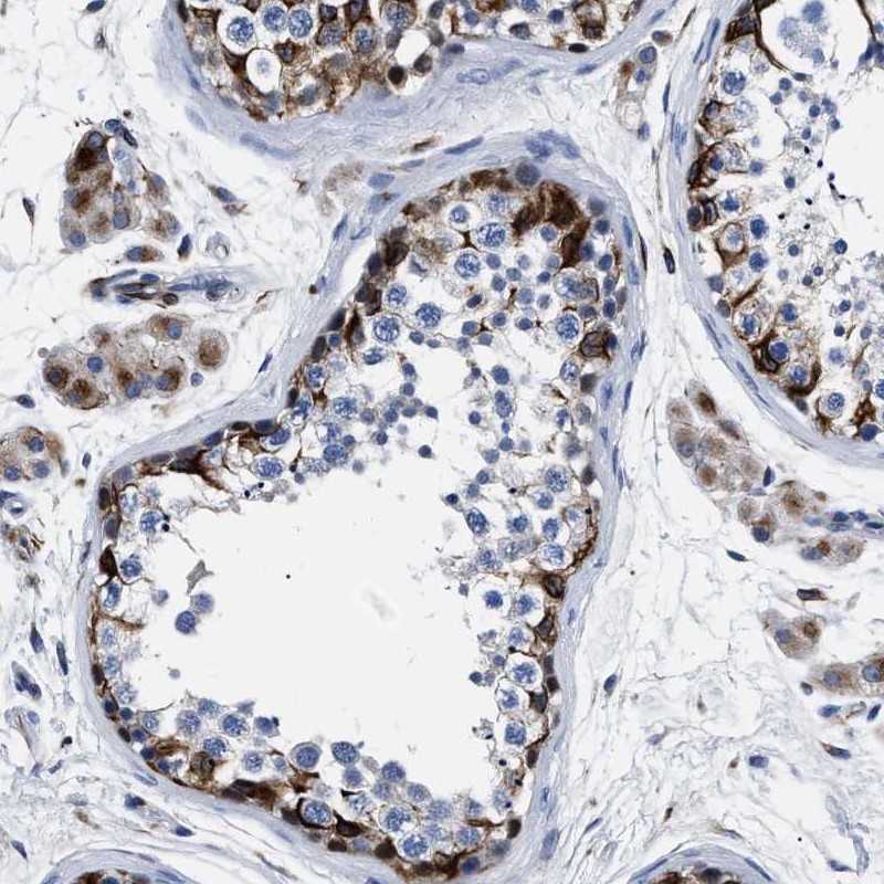 Atlas Antibodies Anti-OR10G3 Antibody