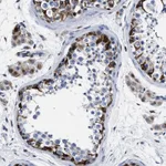 Atlas Antibodies Anti-OR10G3 Antibody