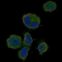Atlas Antibodies Anti-OR10P1 Antibody