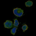 Atlas Antibodies Anti-OR10P1 Antibody