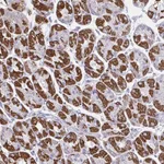 Atlas Antibodies Anti-OR13A1 Antibody