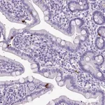 Atlas Antibodies Anti-OR14A2 Antibody