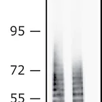 Merck Anti-Escherichia coli O111:B4 LPS, &