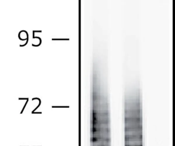 Merck Anti-Escherichia coli O111:B4 LPS, &