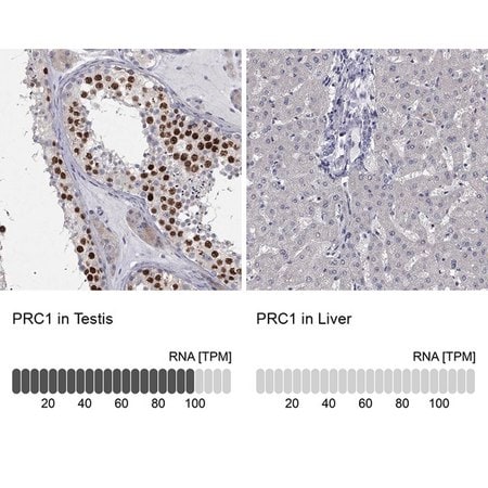 Merck Anti-PRC1 antibody produced in rabbit