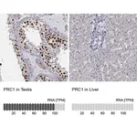 Merck Anti-PRC1 antibody produced in rabbit