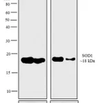 Thermo Fisher Scientific Rabbit anti-Mouse IgG F(ab`)2 Secondary Antibody, AP