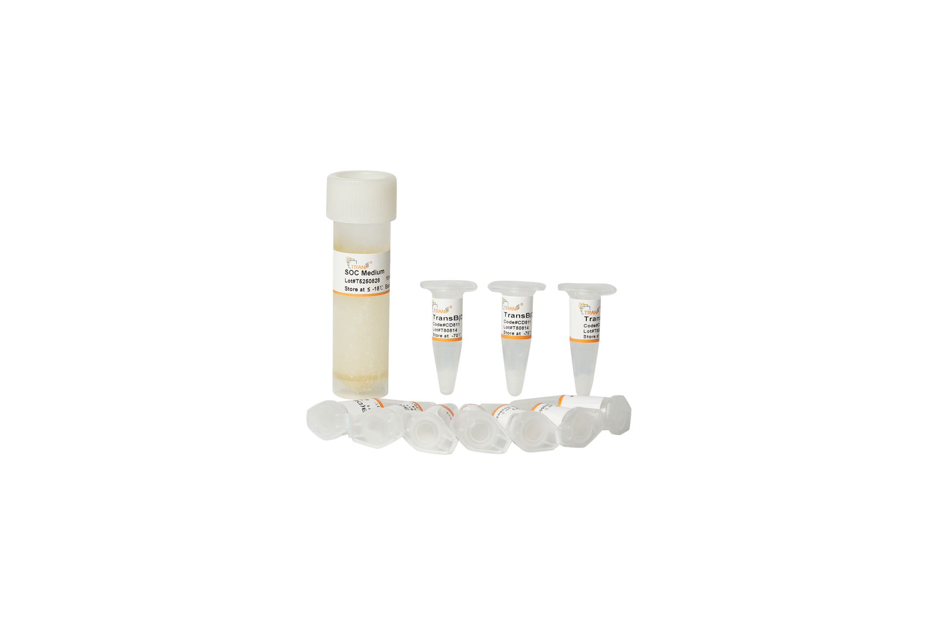 TransB(DE3) Chemically Comptent Cell
