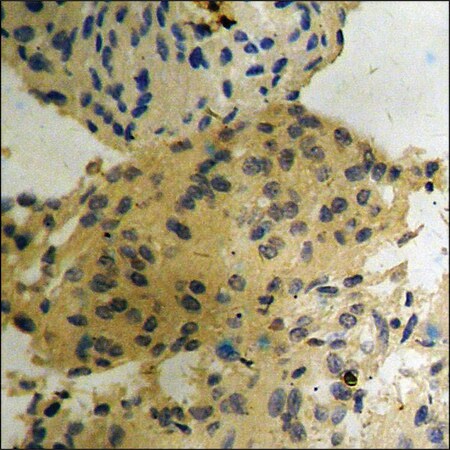 Merck Anti-phospho-B-RAF (pSer602) antibody produced in rabbit