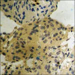 Merck Anti-phospho-B-RAF (pSer602) antibody produced in rabbit
