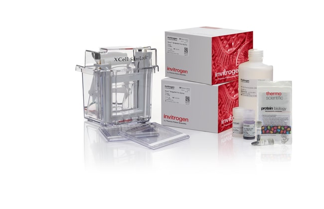Thermo Fisher Scientific Novex WedgeWell Tris-Glycine XCell SureLock Mini-Cell Welcome Pack, 4 to 20%, 10-well