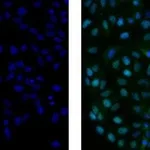 Thermo Fisher Scientific Rat anti-Mouse IgG2a Secondary Antibody, FITC, eBioscience