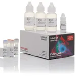 Thermo Fisher Scientific Alexa Fluor 594 Tyramide SuperBoost Kit, goat anti-mouse IgG, Sufficient for 150 Slides