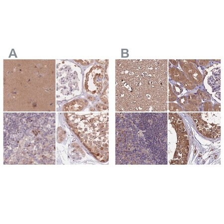 Merck Anti-NAXE antibody produced in rabbit