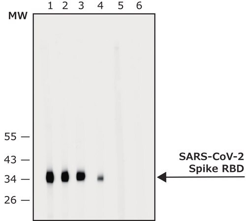 Merck Anti-SARS-COV-2-Spike-RBD region antibody produced in rabbit
