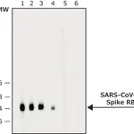Merck Anti-SARS-COV-2-Spike-RBD region antibody produced in rabbit