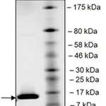 Merck BRD4 (49-170) HIS TAG HUMAN