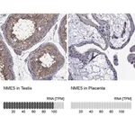 Merck Anti-NME5 antibody produced in rabbit