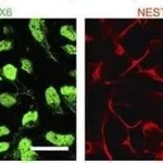 Thermo Fisher Scientific Goat anti-Chicken IgY (H+L) Secondary Antibody, Alexa Fluor 594