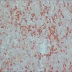 Merck ANTI-RAT IGG (WHOLE MOLECULE) PEROXIDAS&