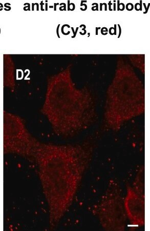 Merck Anti-Rab5 antibody, Mouse monoclonal
