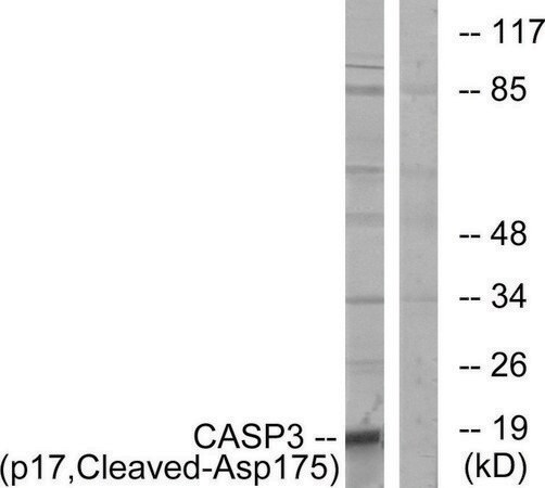 Merck Anti-CASP3 (p17, Cleaved-Asp175) antibody produced in rabbit