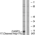 Merck Anti-CASP3 (p17, Cleaved-Asp175) antibody produced in rabbit