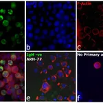 Thermo Fisher Scientific Goat anti-Human IgM Cross-Adsorbed Secondary Antibody, DyLight 488