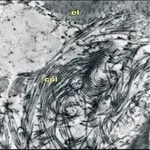 Merck MOUSE MONOCLONAL ANTI-CHONDROITIN      &
