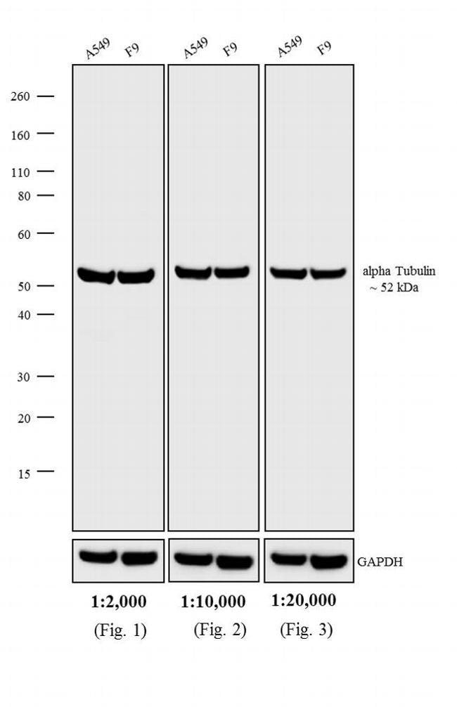 Thermo Fisher Scientific Goat anti-Rat IgG (H+L) Secondary Antibody, HRP